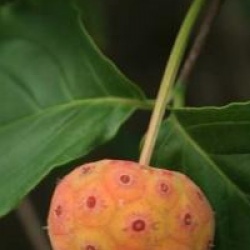 Cornus kousa 'Blue Shadow'