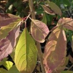 Callicarpa cathayana 