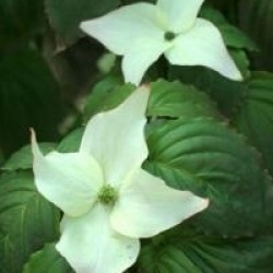 Cornus kousa 'Blue Shadow'