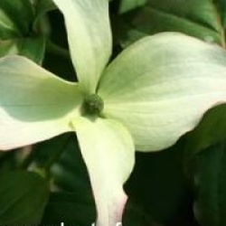 Cornouiller � fleurs Blue Shadow