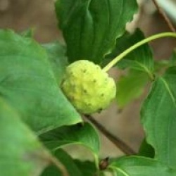 Cornus kousa 'Blue Shadow'