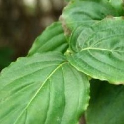 Cornus kousa 'Blue Shadow'