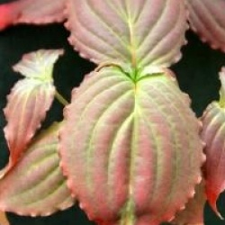 Cornus kousa 'Blue Shadow'