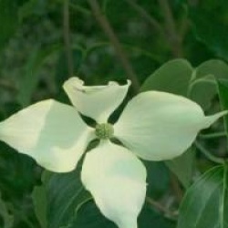 Cornus kousa var. chinensis 'Bodnant Form' - Cornouiller � fleurs Bodnant Form