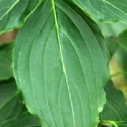 Cornus kousa var. chinensis 'Bodnant Form'