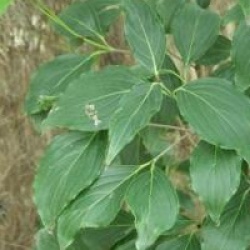 Cornus kousa var. chinensis 'Bodnant Form'
