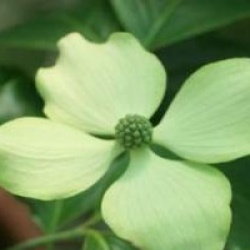 Cornus kousa var. chinensis 'Bodnant Form'