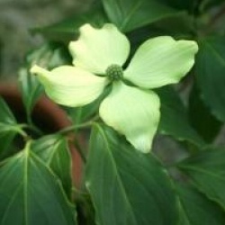 Cornus kousa var. chinensis 'Bodnant Form'