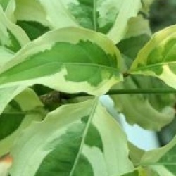 Cornus kousa 'Laura' �