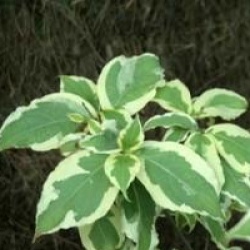 Cornus kousa 'Laura' � - Cornouiller � fleurs Laura