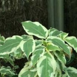 Cornus kousa 'Laura' �