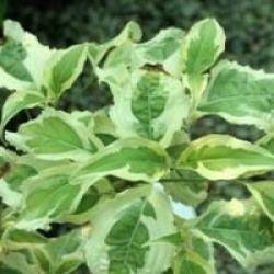 Cornus kousa 'Laura' �