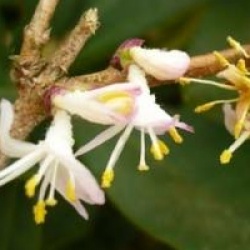 Ch�vrefeuille Winter Beauty