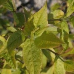 Lonicera x purpusii 'Winter Beauty'