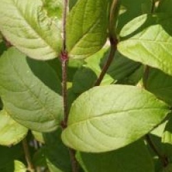 Lonicera x purpusii 'Winter Beauty'