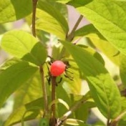 Lonicera x purpusii 'Winter Beauty'