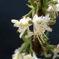 Lonicera x purpusii 'Winter Beauty'