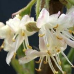 Lonicera x purpusii 'Winter Beauty'