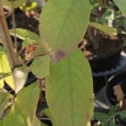 Callicarpa cathayana 