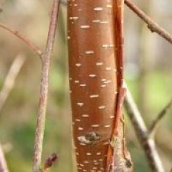 Betula 'Hergest'