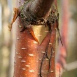 Betula 'Hergest'