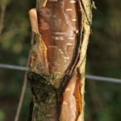 Betula 'Hergest'