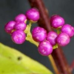Callicarpa Issai