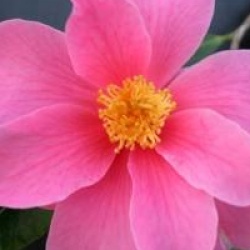 Camellia 'Winter's Fire'