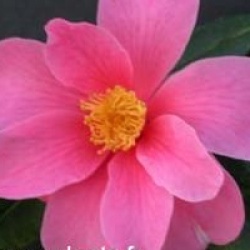 Camellia 'Winter's Fire'