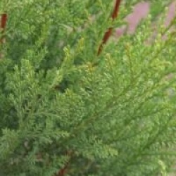 Cupressocyparis leylandii 'Blue Jeans' - Cypr�s Blue Jeans