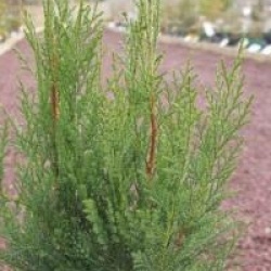Cupressocyparis leylandii 'Blue Jeans'
