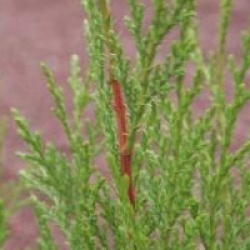 Cupressocyparis leylandii 'Blue Jeans'