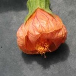 Abutilon pictum 'Thompsonii' - Abutilon thompsonii