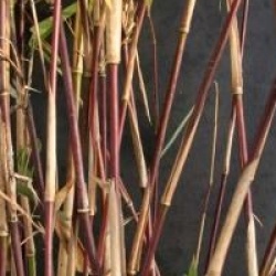 Fargesia jiuzhaigou 'Red Panda' - Fargesia Red Panda