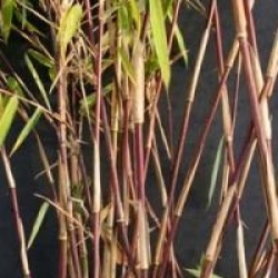 Fargesia jiuzhaigou 'Red Panda'