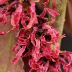Hamamelis x intermedia 'Ruby Glow'