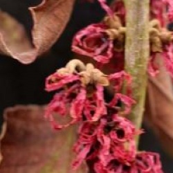 Hamamelis x intermedia 'Ruby Glow'