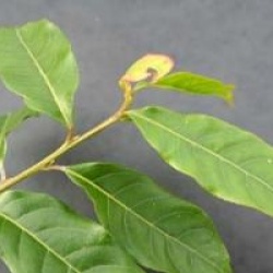 Huodendron tibeticum