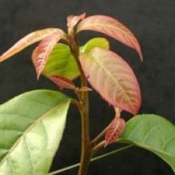 Huodendron tibeticum