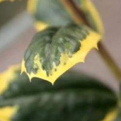 Ilex aquifolium 'Golden Van Tol'