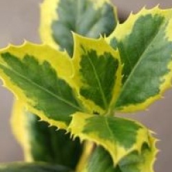 Ilex aquifolium 'Golden Van Tol'
