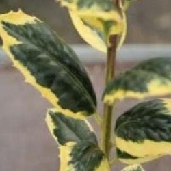 Ilex aquifolium 'Golden Van Tol'