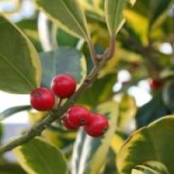Ilex altaclerensis 'Golden King'