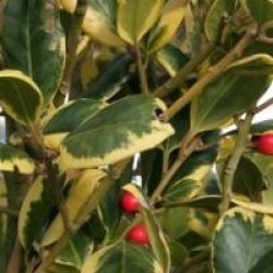 Ilex altaclerensis 'Golden King'