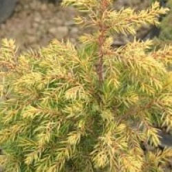 Juniperus communis 'Gold Cone'