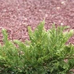 Gen�vrier Tamariscifolia