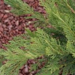Juniperus sabina 'Tamariscifolia'