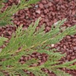 Juniperus sabina 'Tamariscifolia'