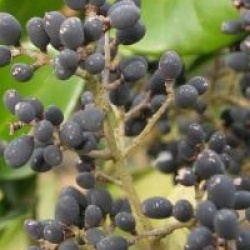 Ligustrum japonicum 'Texanum'