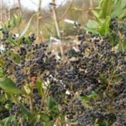 Ligustrum japonicum 'Texanum'